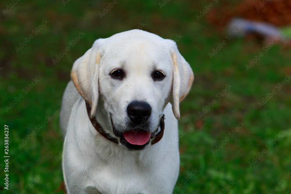 dog breed labrador retriever
