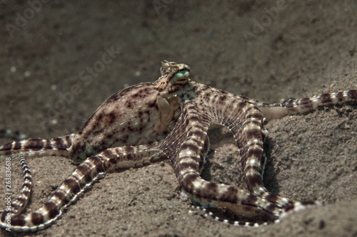 Mimic octopus (Thaumoctopus mimicus). Picture was teken in Ambon, Indonesia