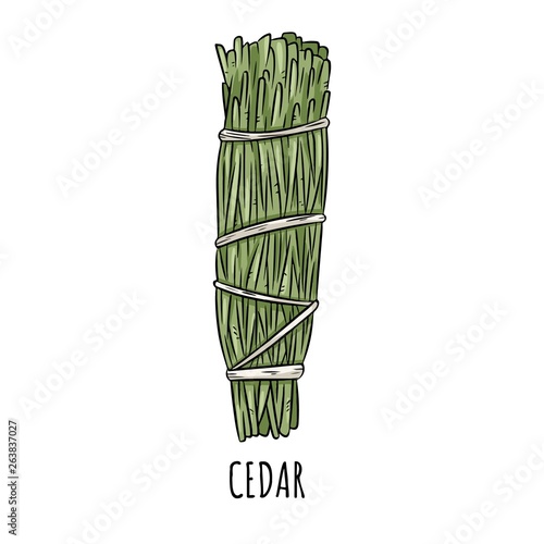 Sage smudge stick hand-drawn doodle isolated illustration. Cedar herb bundle