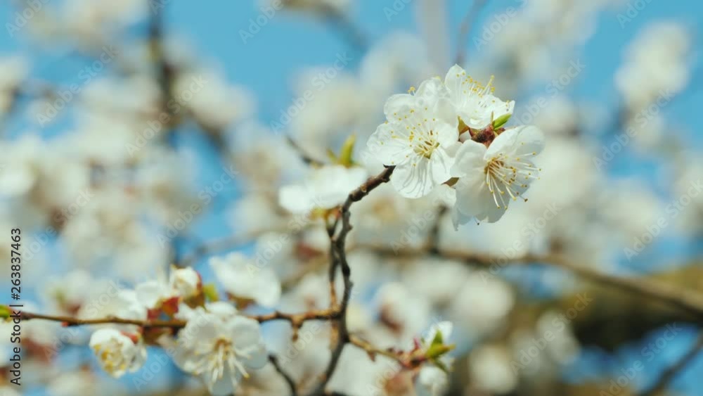 Flowering apricot tree against a clear blue sky Flowering apricot tree against a clear blue sky