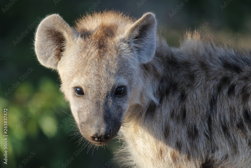 Tüpfelhyäne / Spotted Hyaena / Crocuta crocuta. Tüpfelhyäne / Spotted Hyaena / Crocuta crocuta.