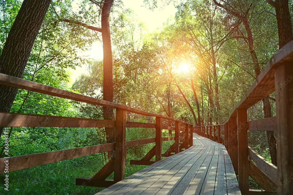 wooden ecological trail in Park reserve. Wooden track in sunny summer forest, walkway in Moscow park wooden ecological trail in Park reserve. Wooden track in sunny summer forest, walkway in Moscow park