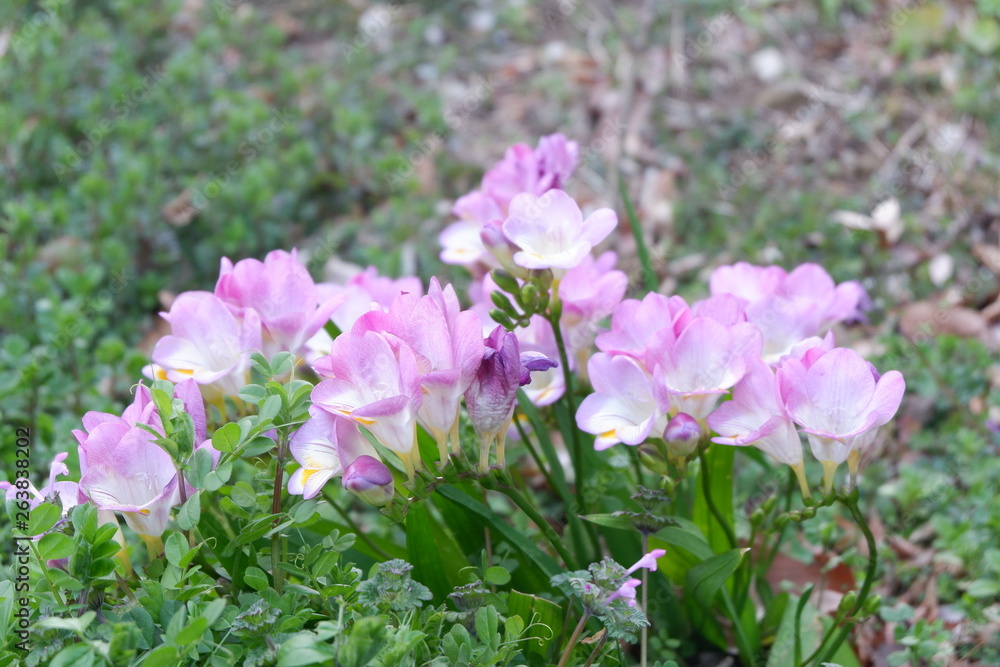 Fototapeta premium Purple flower on the ground