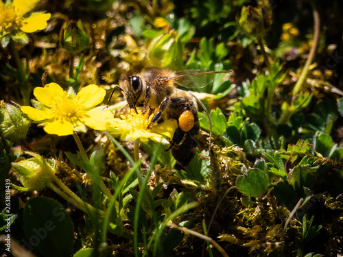 Nahaufnahme einer Biene auf Blume in naturnahmen nicht gemähtem rasen photo