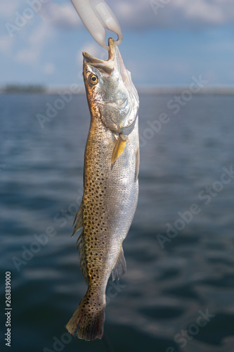 Freshly Caught Spotted Seatrout Off Florida Coast photo