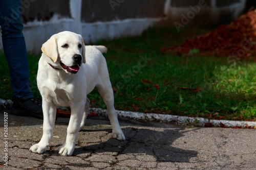 dog breed labrador retriever
