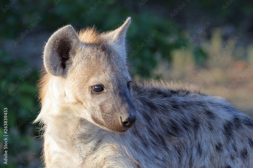 Tüpfelhyäne / Spotted Hyaena / Crocuta crocuta.