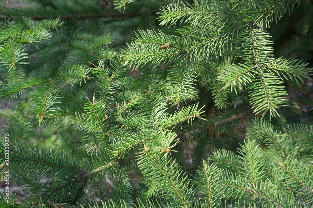 green prickly branches of fur-tree or pine green prickly branches of fur-tree or pine