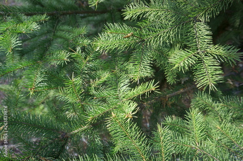 green prickly branches of fur-tree or pine