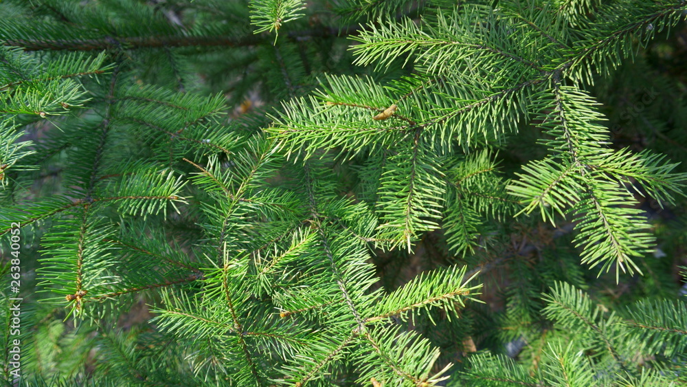 Spruce branches. Fir tree branch background close up