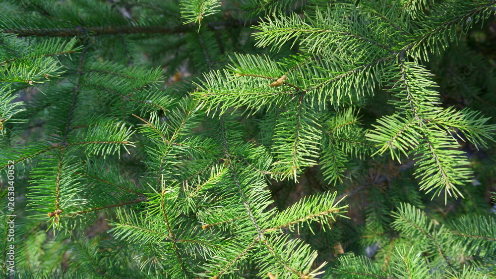 Spruce branches. Fir tree branch background close up Spruce branches. Fir tree branch background close up