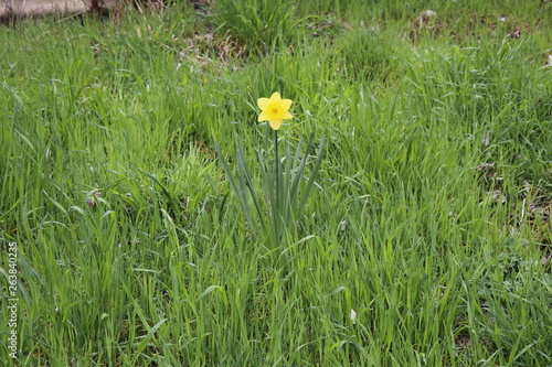 Lonely yellow daffodil among the grass