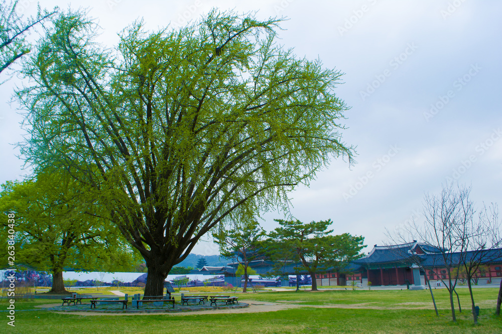 公園の木 公園の木