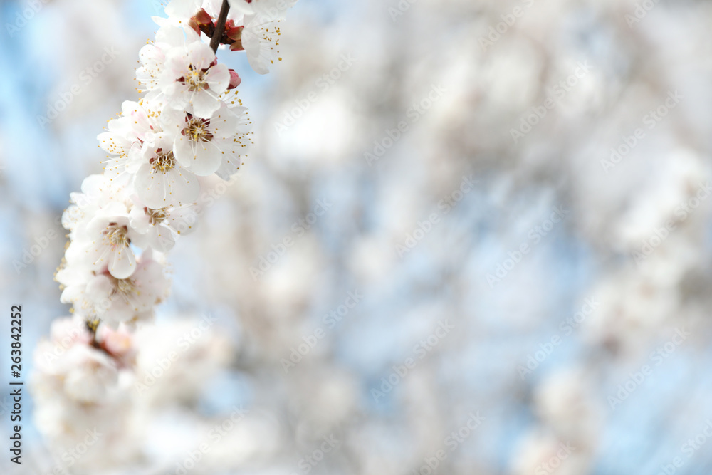 Beautiful apricot tree branch with tiny tender flowers outdoors, space for text. Awesome spring blossom Beautiful apricot tree branch with tiny tender flowers outdoors, space for text. Awesome spring blossom