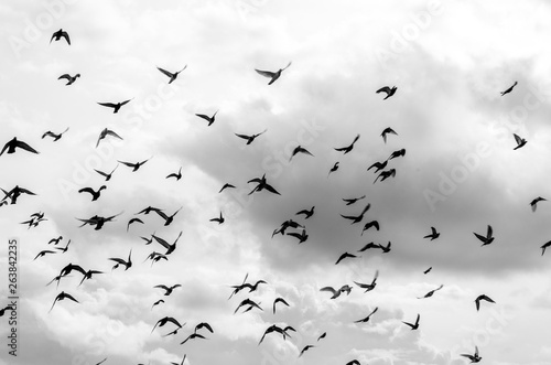 Silhouettes of pigeons flying