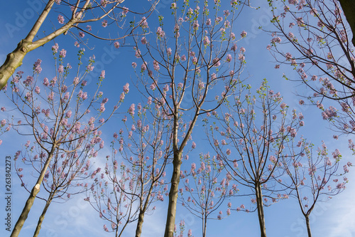 schnell wachsende Kiri Bäume angepflanzt als Plantagenbäume für die Holznutzung, hellrosa blühend im Frühjahr