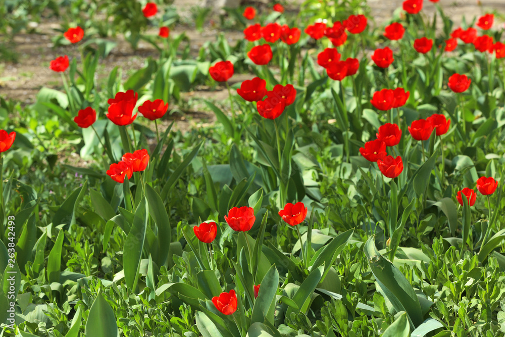 Many beautiful tulips in garden on sunny day. Blooming spring flowers Many beautiful tulips in garden on sunny day. Blooming spring flowers