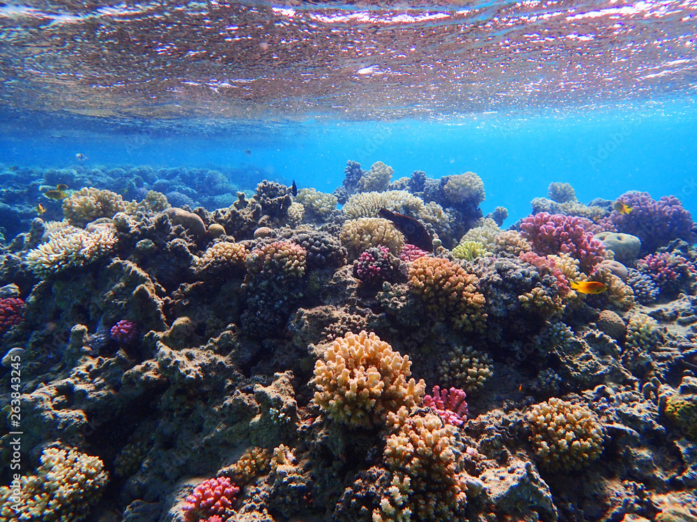 Naklejka premium coral reef in egypt as ocean background