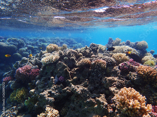 coral reef in egypt as ocean background © jonnysek