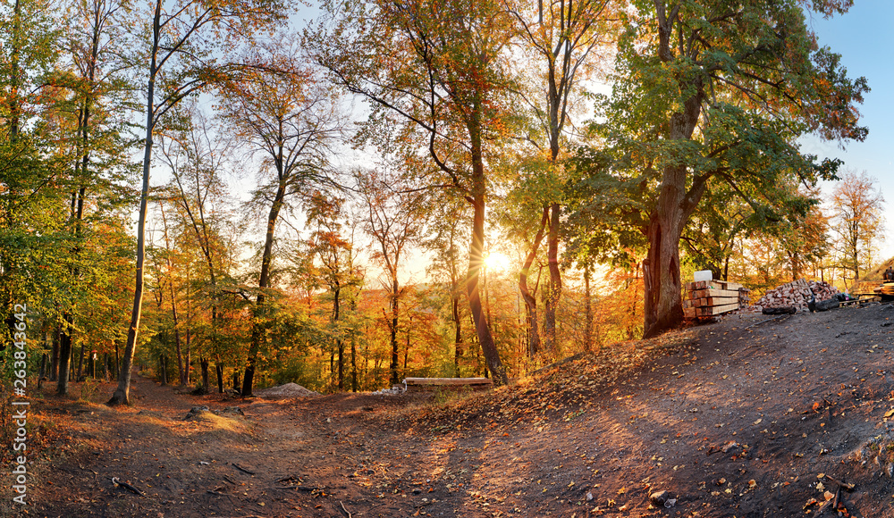 Fototapeta premium Fall in forest - panorama at sunset