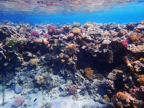Fototapeta Naklejka Na Ścianę i Meble -  coral reef in egypt as ocean background