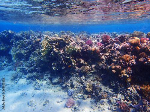 coral reef in egypt as ocean background © jonnysek
