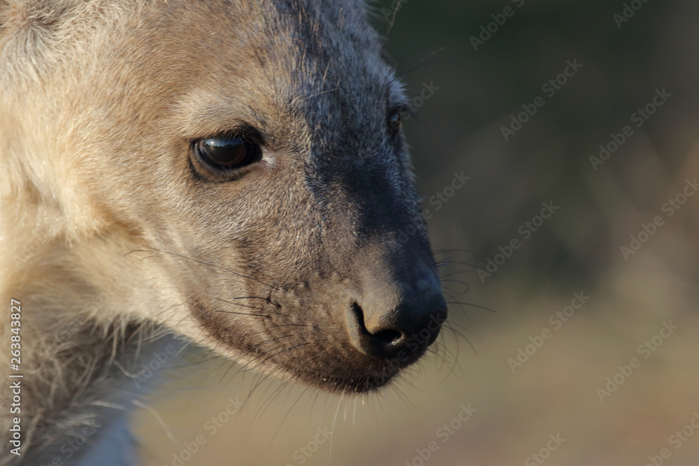Naklejka premium Tüpfelhyäne / Spotted Hyaena / Crocuta crocuta.