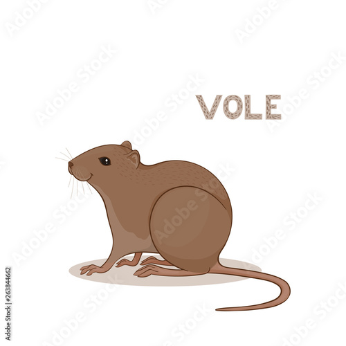 Vector illustration, a cartoon cute vole, isolated on a white background. Animal alphabet.