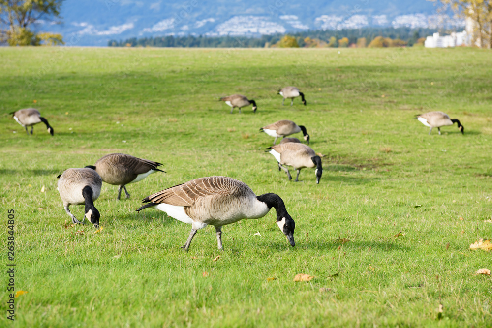 Canadian geese looking for food and eating on grass land Canadian geese looking for food and eating on grass land