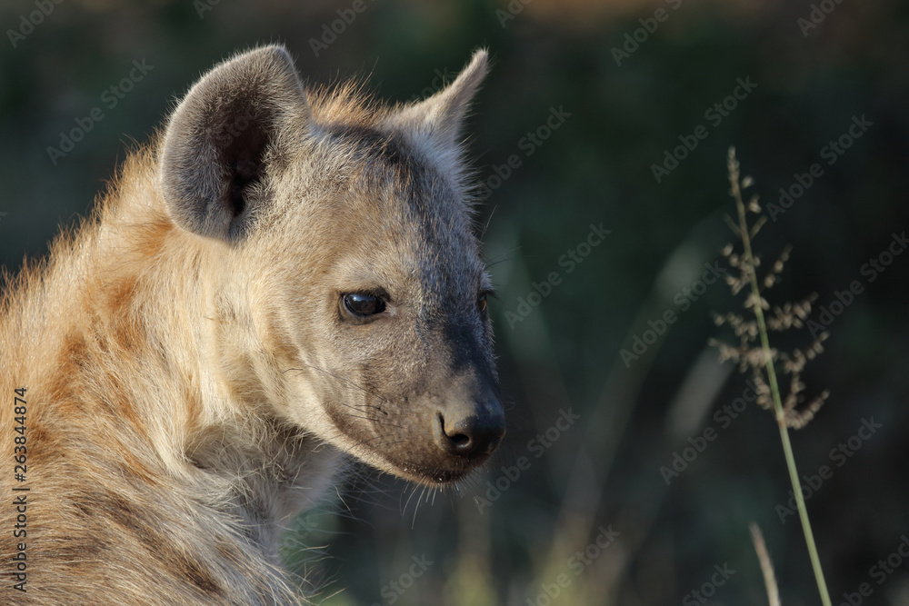 Tüpfelhyäne / Spotted Hyaena / Crocuta crocuta.