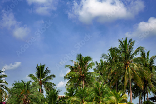 Palm trees at tropical coast, coconut tree, summer tree in a row against blue sky frame © martina87