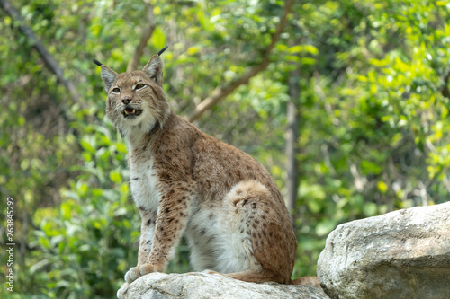 Lince, Lynx lynx © Matteo
