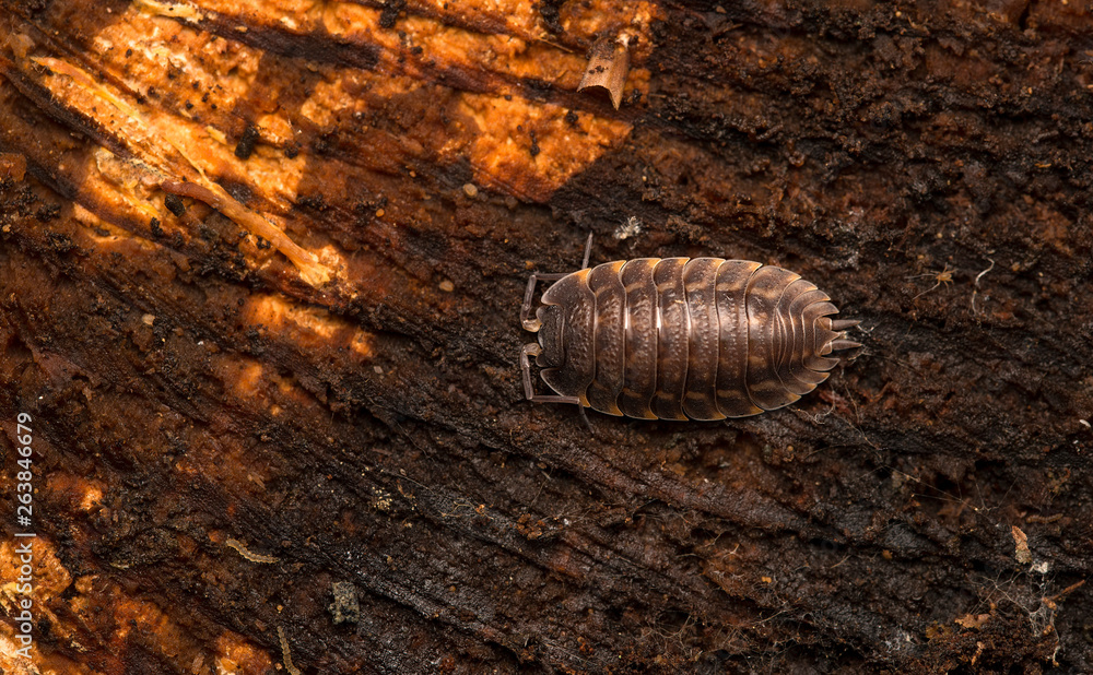 Armadillidium vulgare, the pill-bug, potato bug, pill woodlouse, roly-poly, doodle bug or carpenter. Armadillidium vulgare, the pill-bug, potato bug, pill woodlouse, roly-poly, doodle bug or carpenter.