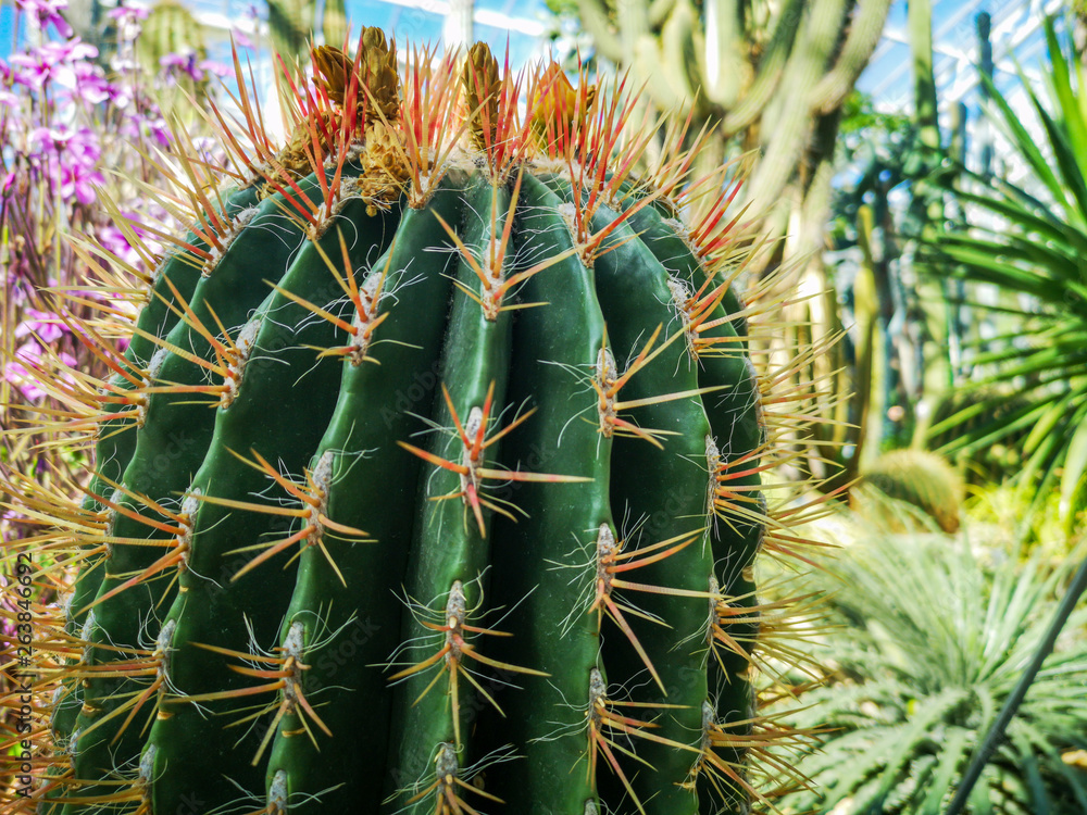 Close up of a cactus with a tropical background Close up of a cactus with a tropical background