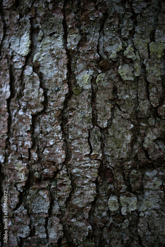 Fototapeta Naklejka Na Ścianę i Meble -  The trunk of the beech bark.