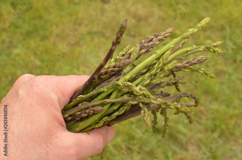 Raccolta asparagi selvatici photo