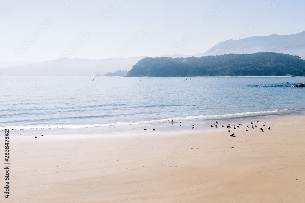 Scenic view of a flock of seagulls on hazy beach