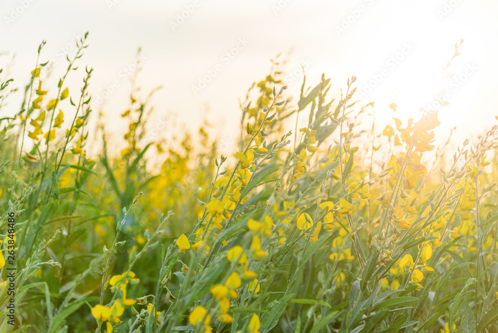 sunhemp field  in sunset time /  Crotalaria juncea