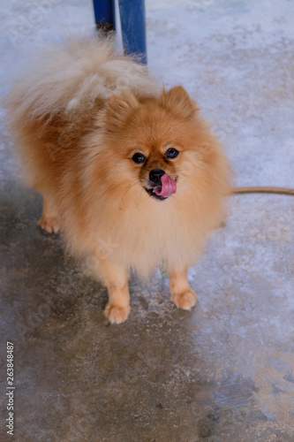 Pomeranian dog brown