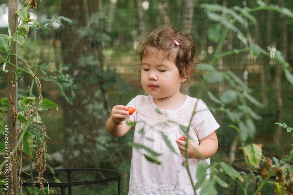 Toddler picking fruit in garden Toddler picking fruit in garden