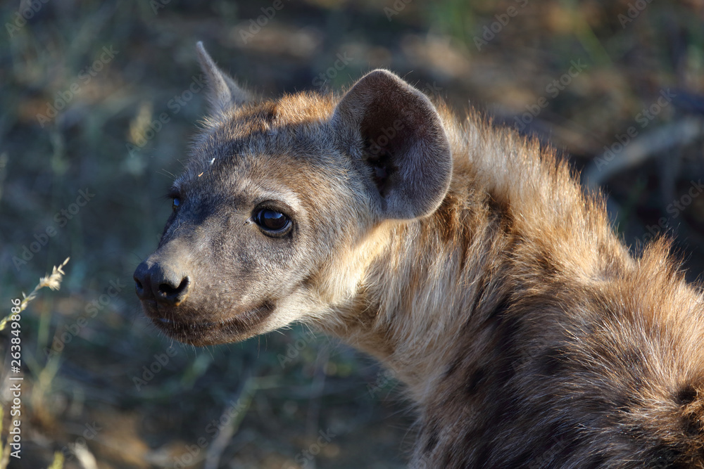 Tüpfelhyäne / Spotted Hyaena / Crocuta crocuta. Tüpfelhyäne / Spotted Hyaena / Crocuta crocuta.