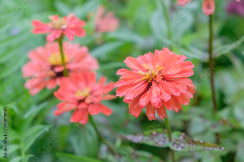 Zinnia orange In the rain there is a drop of water