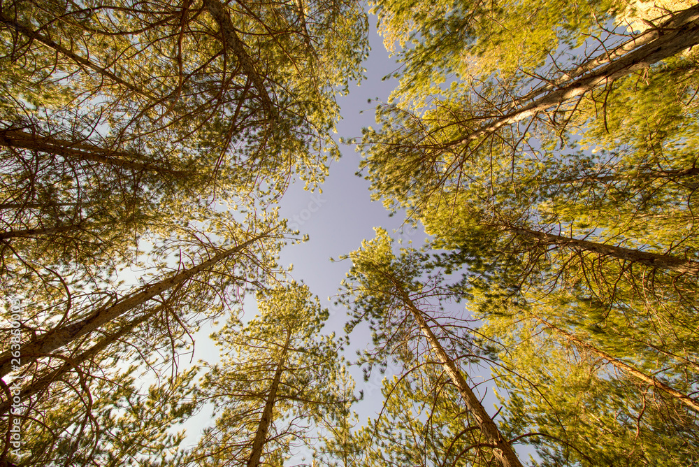 Fototapeta premium Pine forests around the town of Morella