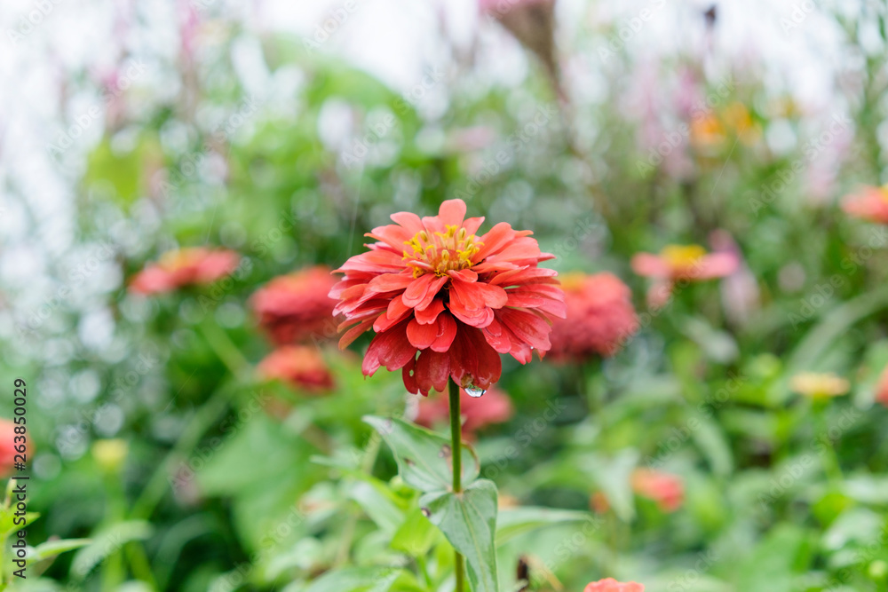 Zinnia orange In the rain there is a drop of water Zinnia orange In the rain there is a drop of water