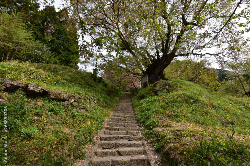 日本の奈良の千年桜，古木と階段