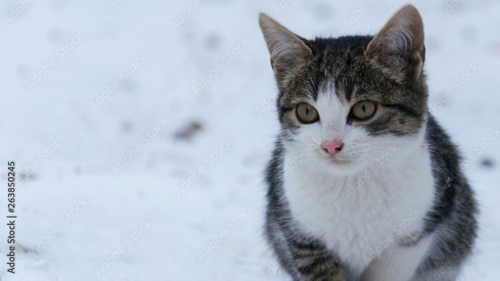 portrait of gray kitten cat walking on the snow outdoor