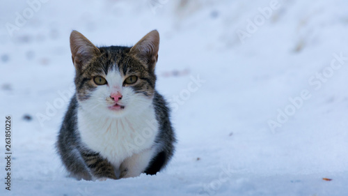 portrait of gray kitten cat walking on the snow outdoor © vasile
