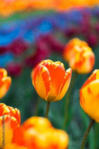 fresh growing gradient tulips in garden