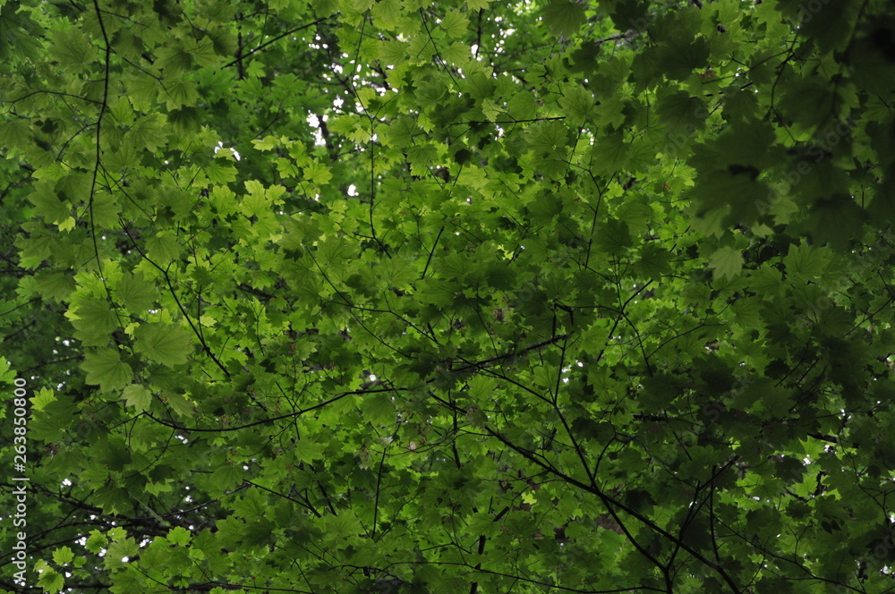 Fototapeta premium Canopy