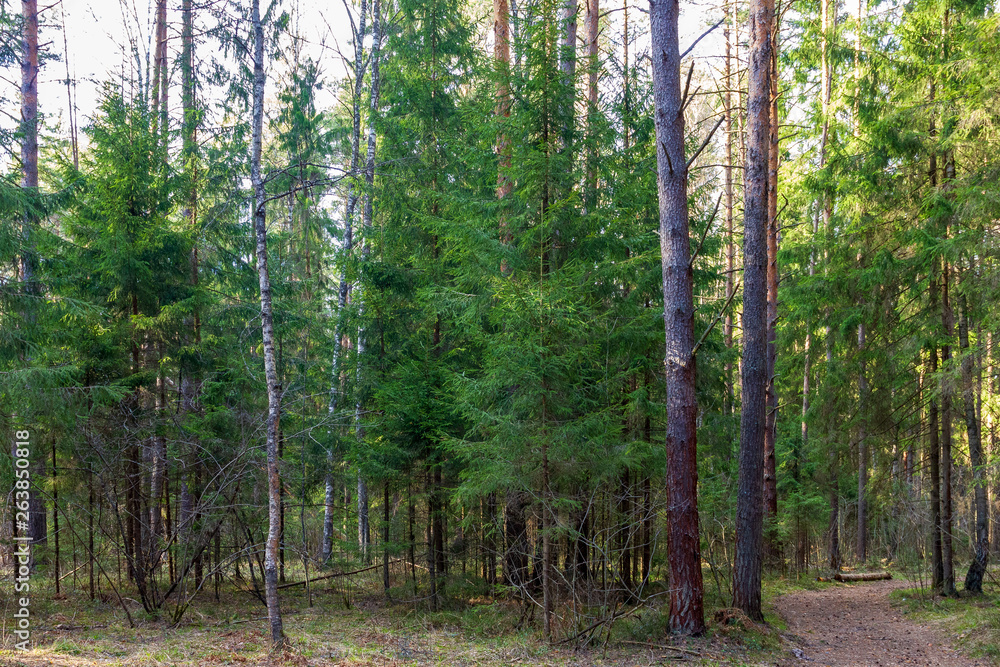Fototapeta premium trees in the forest
